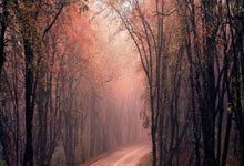 CBA：广厦力克上海 布朗成“关键先生”中国新闻网.